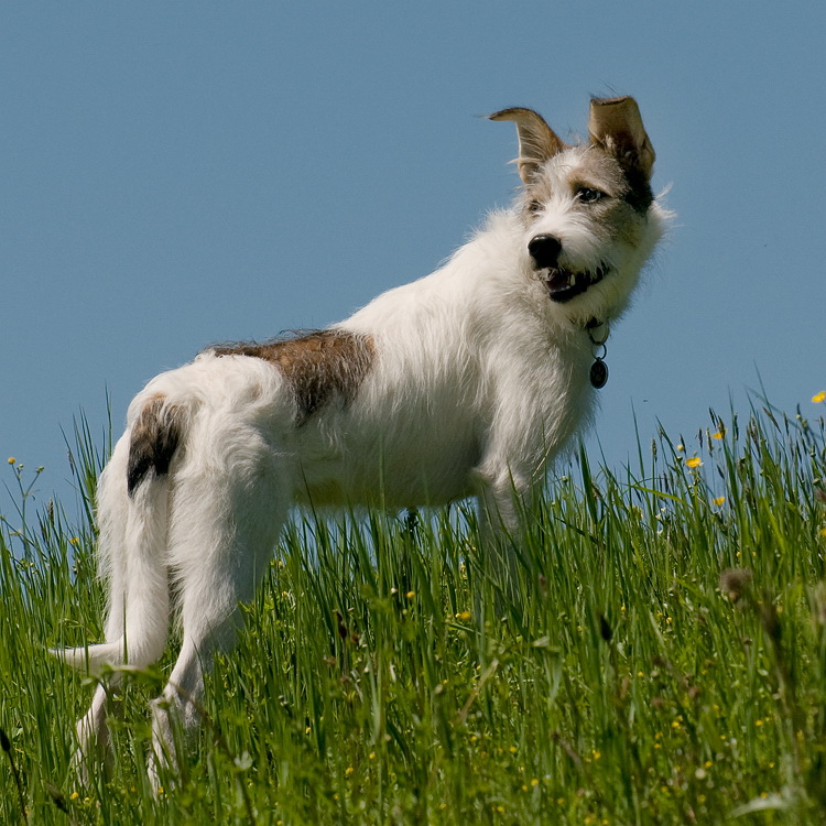 Felix Südtirol D35_4990 als Smart-Objekt-1 Kopie.jpg - Felix machte auch einen zufriedenen Eindruck vor allem wegen der weiten Almwiesen auf denen er sich richtig austoben konnte